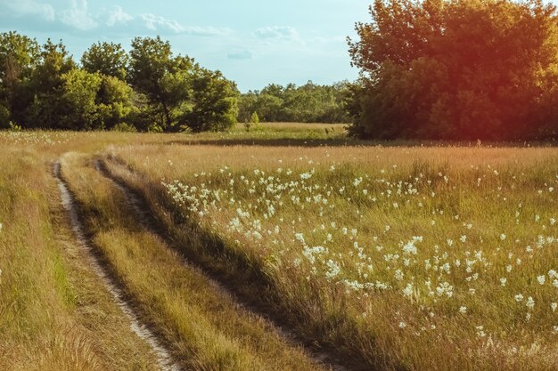 Paisaje de verano con un camino rural en el campo