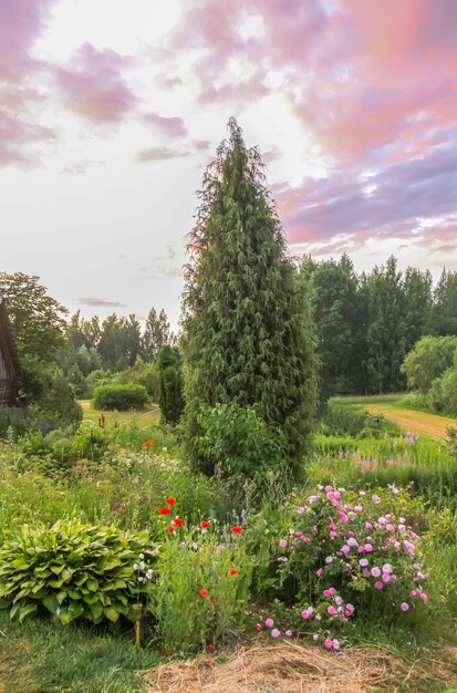 Foto paisaje de verano en el campo abeto y flores de jardín.