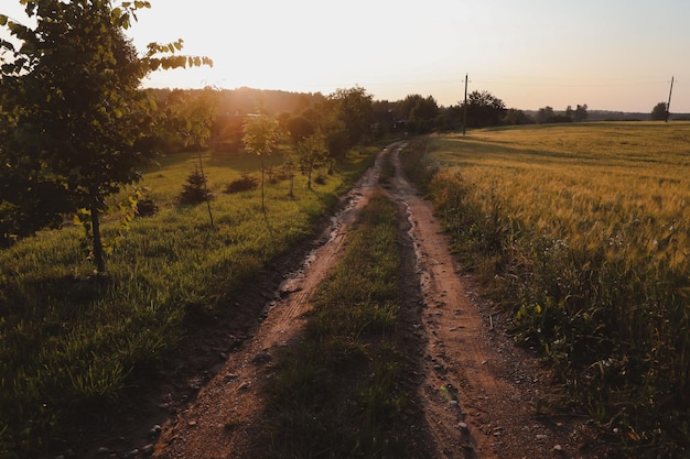 Paisaje de verano con campo de cultivo verde en campo