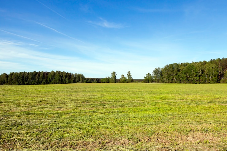 Foto paisaje de verano en el campo, donde el heno está hecho de hierba para el período invernal,