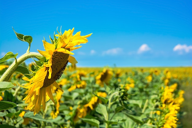 Paisaje de verano Campo de girasoles bajo el cielo azul