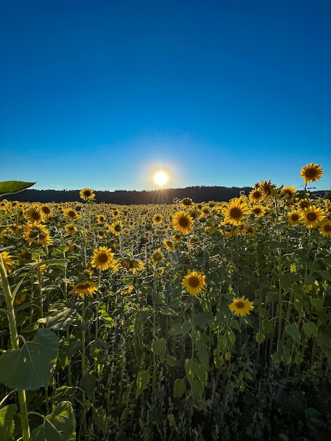 paisaje de verano, campo de girasoles contra el cielo azul