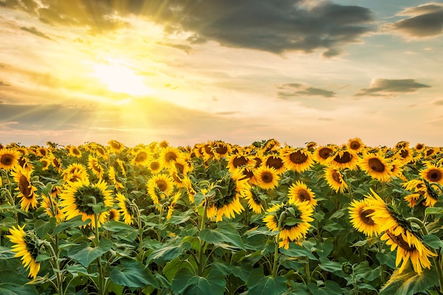 Paisaje de verano con campo de girasoles y sol.