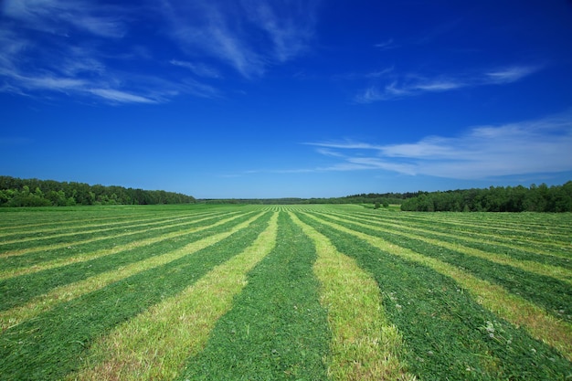 paisaje de verano, campo con hierba verde y horizonte, cielo de puesta de sol texturizado, sol