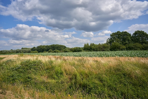 Paisaje de verano de campo de maíz y bosque