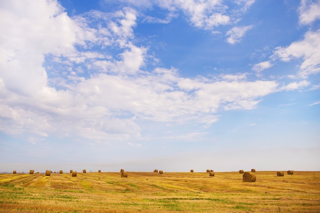 Paisaje de verano con campo de trigo y nubes