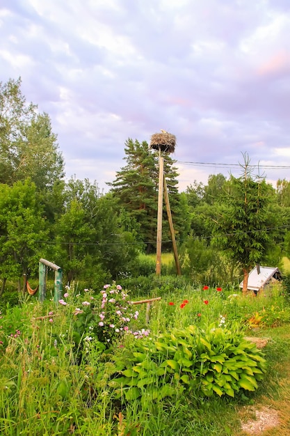 Paisaje de verano en el campo