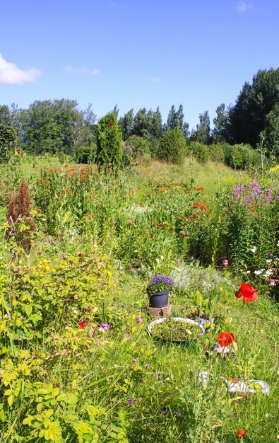 Paisaje de verano en el campo.