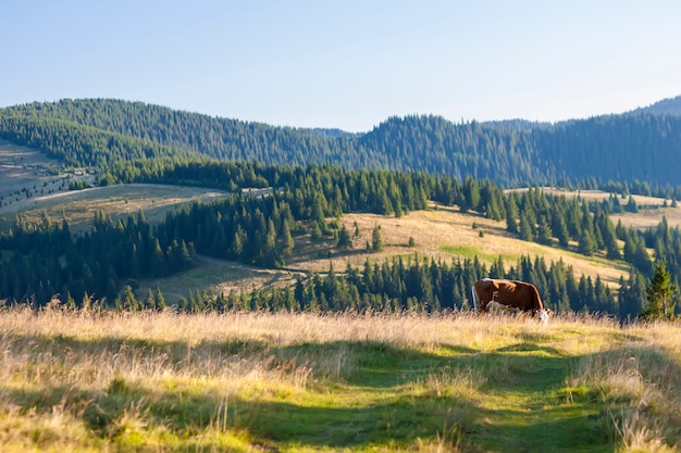 Paisaje de verano en los Cárpatos con vacas pastando en pastos frescos de montaña verde