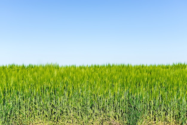 Paisaje de verano con cielo y hierba verde.