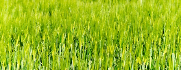 Paisaje de verano con cielo y hierba verde.