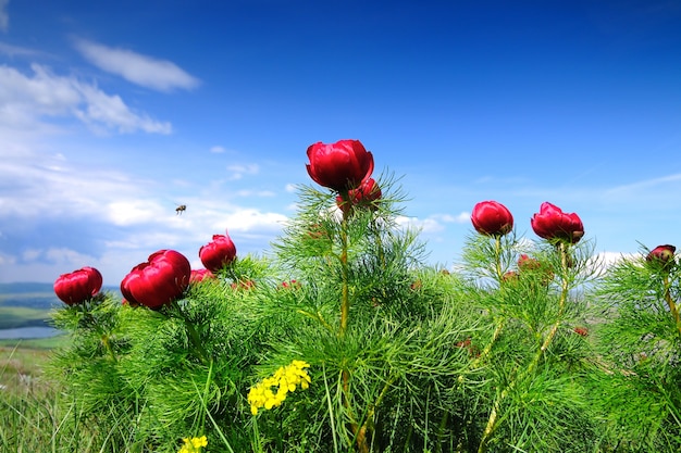 Paisaje de verano colinas y praderas con hierba verde sembrada de amapolas rojas y dientes de león