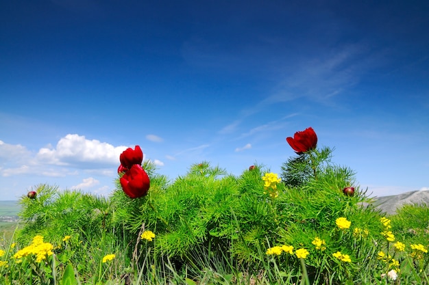 Paisaje de verano, colinas y prados con hierba verde sembrada de amapolas rojas y dientes de león