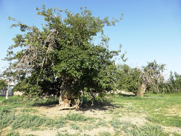 Paisaje de verano en la estepa.