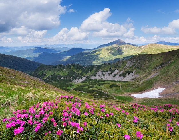 paisaje de verano. Flores rosadas en las montañas. Rododendro floreciente en un claro. Belleza en la naturaleza. Día soleado