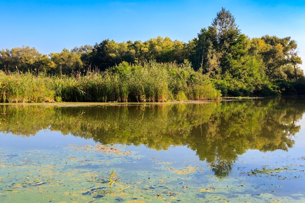 Paisaje de verano con hermoso río, árboles verdes y cielo azul