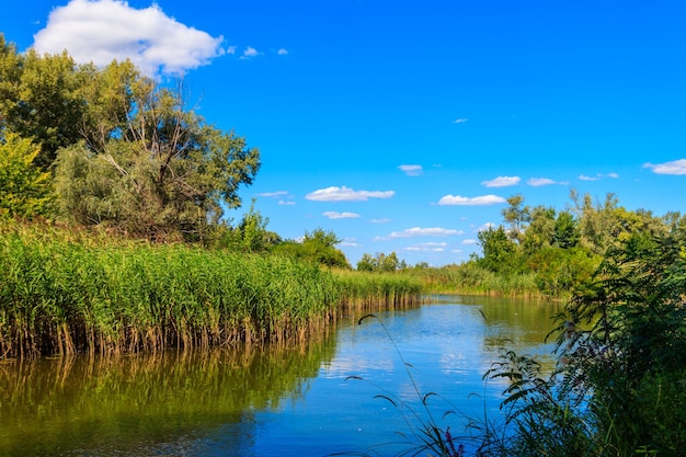 Paisaje de verano con hermosos árboles verdes de río y cielo azul