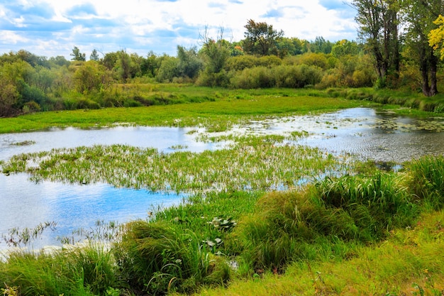 Paisaje de verano con hermosos árboles verdes de río y cielo azul