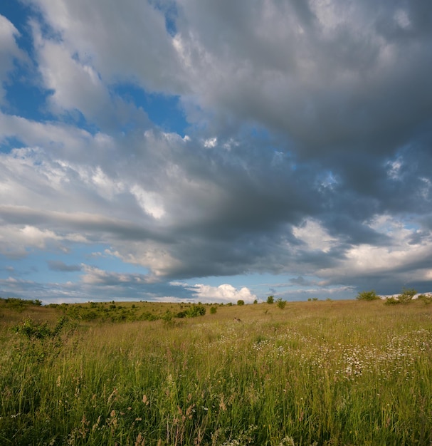 Paisaje de verano hierba y flores bajo el cielo nublado azul