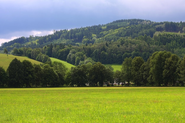 Paisaje de verano hierba verde y cielo azul