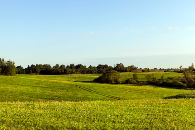 Foto paisaje de verano con hierba verde en las colinas, hermosa naturaleza europea con cielo azul