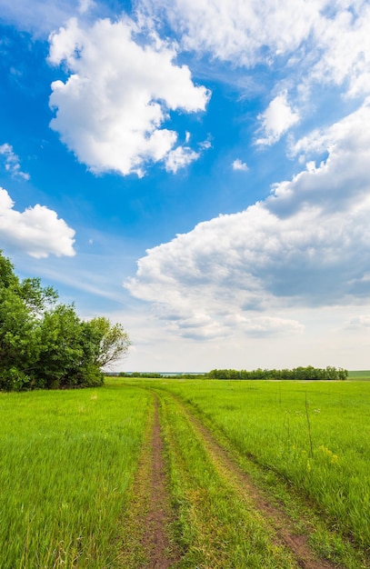 Paisaje de verano con hierba verde