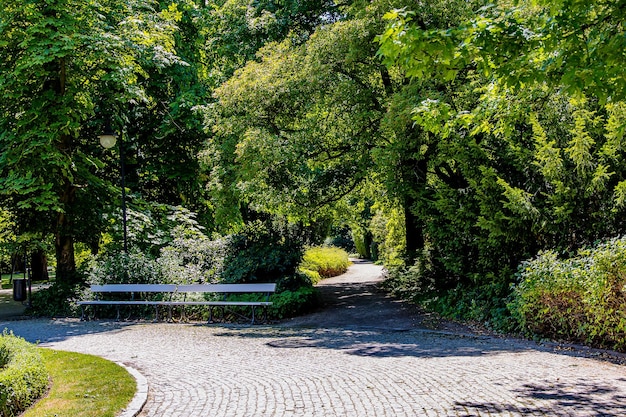 paisaje de verano en un jardín de parque de día soleado Varsovia Polonia árbol de camino