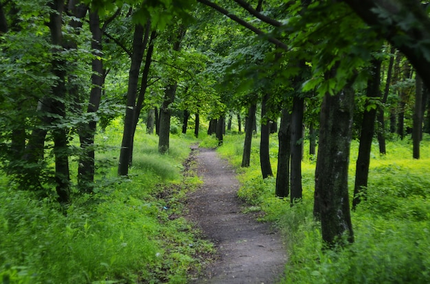 Paisaje de verano en madera verde.