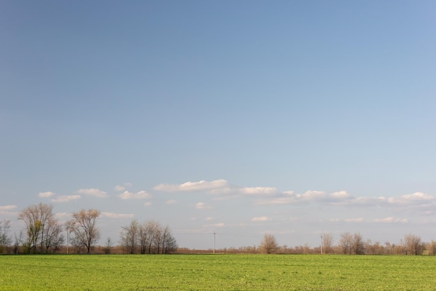 Paisaje de verano minimalista de un campo con nubes y árboles.