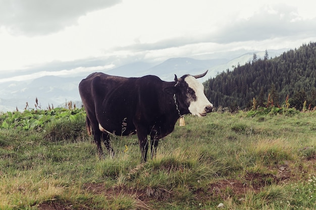 Paisaje de verano en las montañas con una vaca.