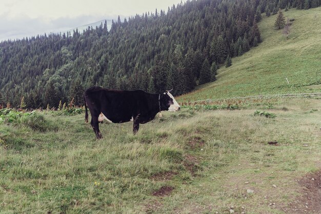 Foto paisaje de verano en las montañas con una vaca.