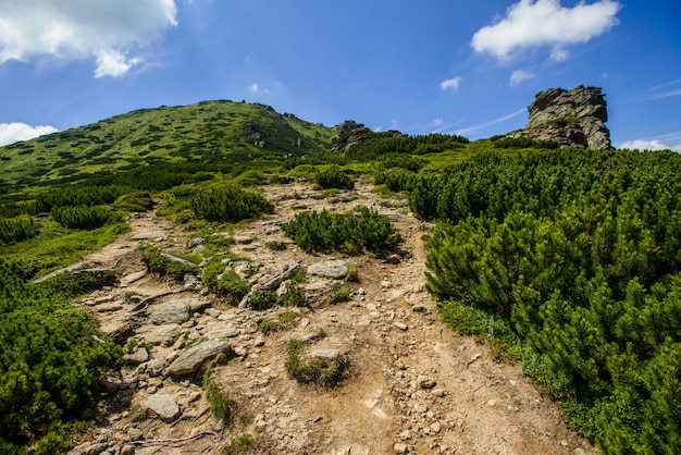 Paisaje de verano en las montañas