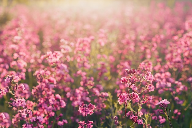 Paisaje de verano natural con flores de color rosa en el prado.