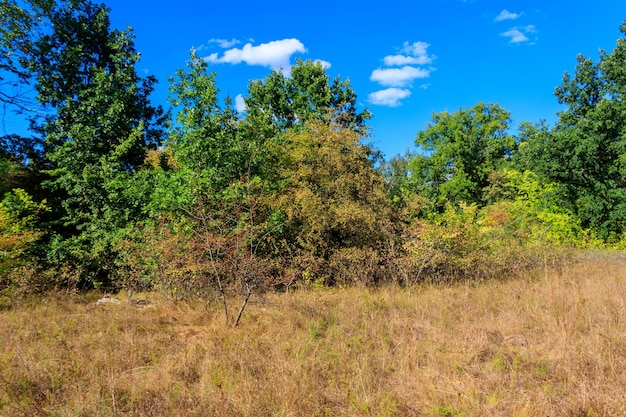 Paisaje de verano con pradera de árboles verdes y cielo azul