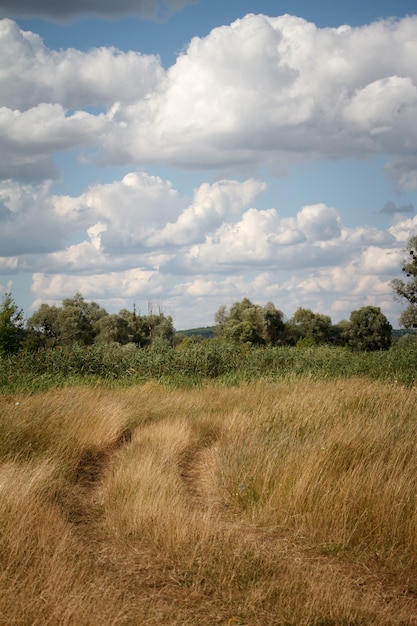 Paisaje de verano con una pradera cubierta de hierba y una carretera que entra en el bosque sobre un cielo azul con nubes cúmulos