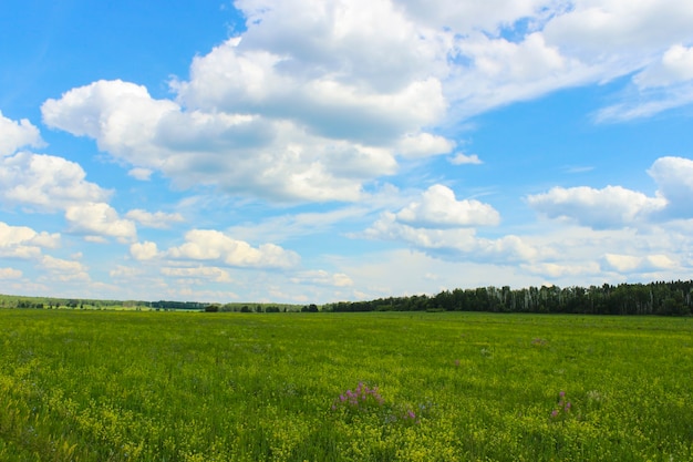 Paisaje de verano con prado y cielo con nubes