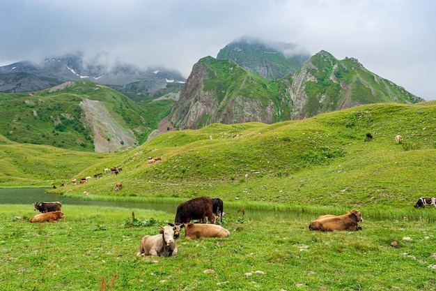 Paisaje de verano en la provincia de Artvin con vacas pastando en Fresh Green Mountain.