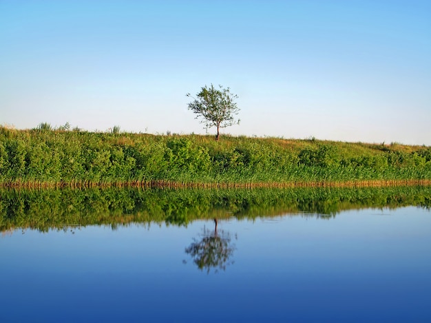 Paisaje de verano Árbol cerca del río.