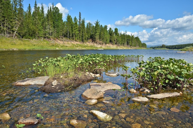 Paisaje de verano del río taiga en los Urales