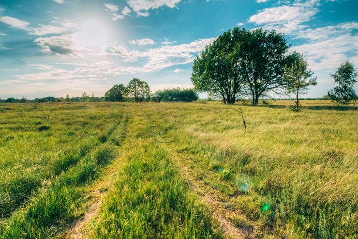 Foto paisaje de verano con robles en el campo