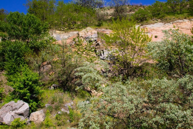 Paisaje de verano con rocas y árboles.