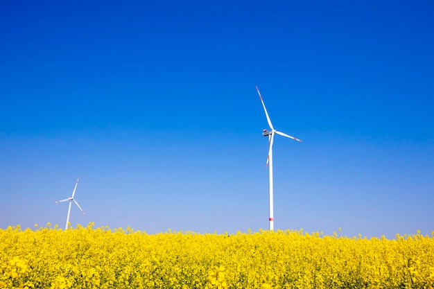 Paisaje de verano con el telón de fondo de los molinos de viento