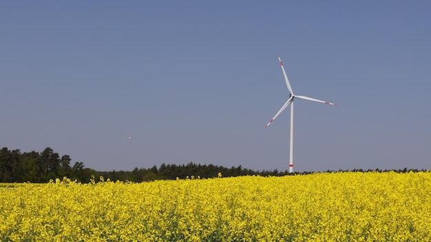 Un paisaje de verano con el telón de fondo de los molinos de viento.