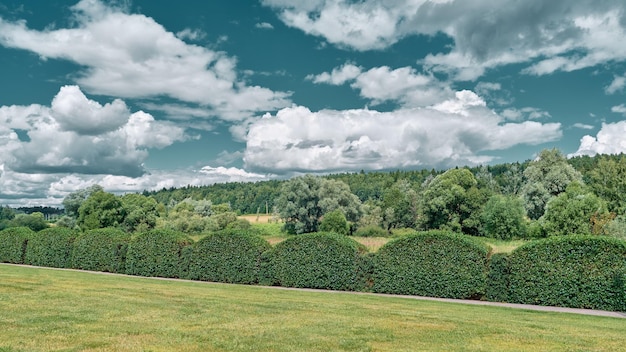 Paisaje de verano con vistas a un seto y un bosque en un día soleado