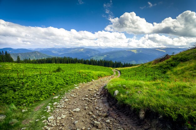 Paisaje de verano