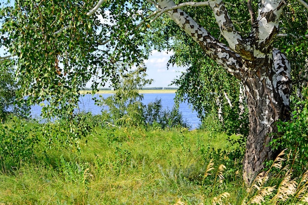 Paisaje de verano