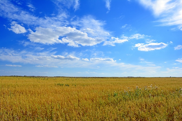 Paisaje de verano