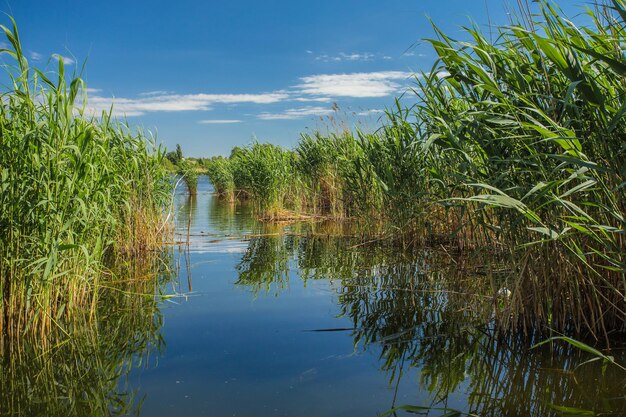 Paisaje de verano