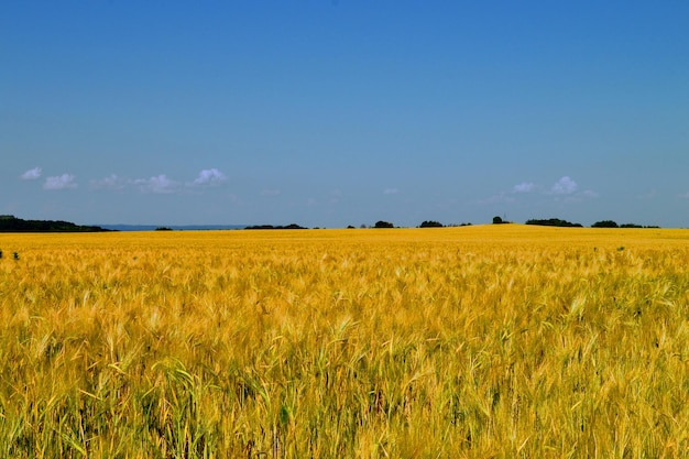 Paisaje de verano