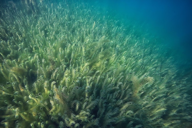 paisaje verde bajo el agua / naturaleza lago ecológico subacuático, buceo salvaje